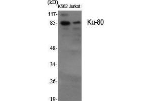 Western Blot (WB) analysis of specific cells using Ku-80 Polyclonal Antibody. (XRCC5 抗体  (C-Term))