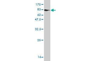 Western Blotting (WB) image for anti-MAP Kinase Interacting serine/threonine Kinase 1 (MKNK1) (AA 1-465) antibody (ABIN522031)