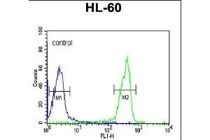 OMD Antibody (C-term) (ABIN391685 and ABIN2841590) flow cytometric analysis of HL-60 cells (right histogram) compared to a negative control cell (left histogram). (Osteomodulin 抗体  (C-Term))
