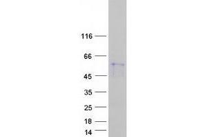 Western Blotting (WB) image for GDNF Family Receptor alpha 1 (GFRA1) (Transcript Variant 3) protein (Myc-DYKDDDDK Tag) (ABIN2721852)