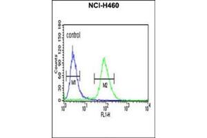 Flow cytometric analysis of NCI-H460 cells using IDH3G Antibody (C-term) Cat. (IDH3G 抗体  (C-Term))