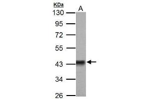 WB Image Sample (50 ug of whole cell lysate) A: Rat brain 10% SDS PAGE antibody diluted at 1:3000 (Pyruvate Dehydrogenase E1 alpha (Center) 抗体)