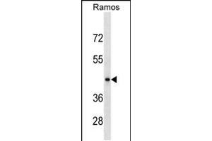 Western blot analysis in Ramos cell line lysates (35ug/lane). (RGMB 抗体  (C-Term))