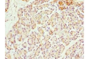 Immunohistochemistry of paraffin-embedded human pancreatic tissue using ABIN7170056 at dilution of 1:100 (FXYD2 抗体  (AA 1-64))