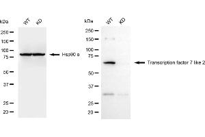 Western blotting analysis using transcription factor 7 like 2 antibody (ABIN7800589). (Recombinant TCF7L2 抗体)