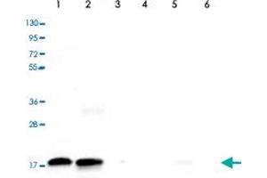Western Blot (Cell lysate) analysis of (1) 25 ug whole cell extracts of HeLa cells, (2) 15 ug histone extracts of HeLa cells, (3) 1 ug of recombinant histone H2A, (4) 1 ug of recombinant histone H2B, (5) 1 ug of recombinant histone H3, and (6) 1 ug of recombinant histone H4. (HIST1H3A 抗体  (2meLys79))