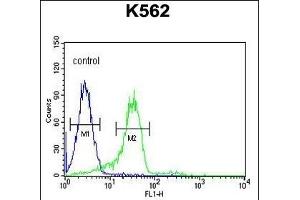 EN Antibody (C-term) (ABIN652020 and ABIN2840500) flow cytometric analysis of K562 cells (right histogr) compared to a negative control cell (left histogr). (Enamelin 抗体  (C-Term))