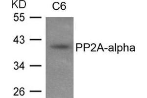 Western blot analysis of extracts from C6 cells using PP2A-alpha antibody. (PPP2CA 抗体  (N-Term))