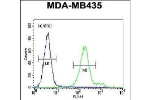 OR6V1 Antibody (C-term) (ABIN655020 and ABIN2844651) flow cytometric analysis of MDA-M cells (right histogram) compared to a negative control cell (left histogram). (OR6V1 抗体  (C-Term))
