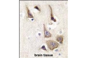 Formalin-fixed and paraffin-embedded human brain tissue reacted with AK5 Antibody (N-term) (ABIN392733 and ABIN2842195) , which was peroxidase-conjugated to the secondary antibody, followed by DAB staining. (Adenylate Kinase 5 抗体  (N-Term))