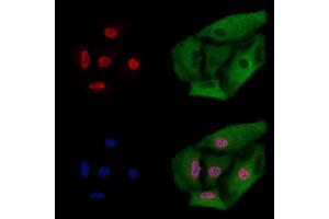 ABIN6261828 and ABIN6274011 staining  cells by IF/ICC. (FUBP1 抗体  (C-Term))