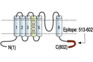 Representative domain view of the target of ABIN7043527.