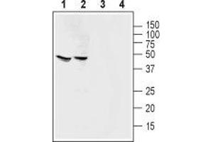 Western blot analysis of rat brain lysate (lanes 1 and 3) and mouse brain membranes (lanes 2 and 4):1,2.