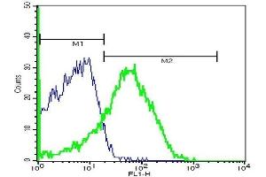 Mouse lung cells probed with Rabbit Anti-CD36 Polyclonal Antibody, FITC Conjugated . (CD36 抗体  (AA 51-150))