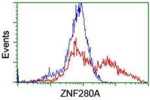 Image no. 2 for anti-Zinc Finger Protein 280A (ZNF280A) (AA 1-333) antibody (ABIN1490749) (ZNF280A 抗体  (AA 1-333))