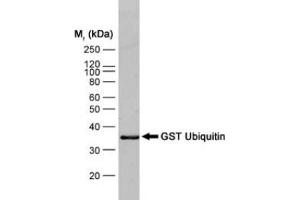 Western blot analysis of GST ubiquitin recombinant protein probed with MOUSE ANTI GST:BIOTIN (ABIN119344) followed by STREPTAVIDIN: HRP (GST 抗体  (Biotin))