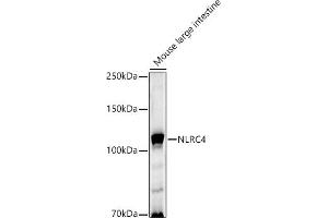 Western blot analysis of extracts of Mouse large intestine, using NLRC4 antibody (ABIN6129418, ABIN6144657, ABIN6144659 and ABIN6223243) at 1:1000 dilution. (NLRC4 抗体  (AA 1-250))