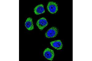 Confocal immunofluorescent analysis of PCDHB3 Antibody (N-term) (ABIN656093 and ABIN2845436) with U-251MG cell followed by Alexa Fluor 488-conjugated goat anti-rabbit lgG (green). (PCDHB3 抗体  (N-Term))