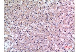 Immunohistochemistry (IHC) analysis of paraffin-embedded Human Liver, antibody was diluted at 1:100. (CMTM6 抗体  (C-Term))