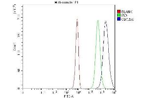 anti-Cell Division Cycle 25 Homolog C (S. Pombe) (CDC25C) (AA 175-473) antibody