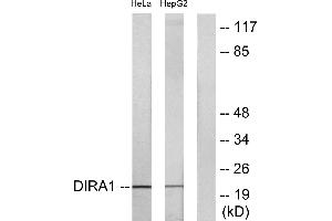 Western blot analysis of extracts from HeLa cells and HepG2 cells, using DIRA1 antibody. (DIRAS1 抗体  (C-Term))