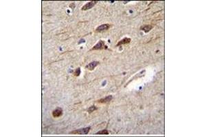 Immunohistochemistry analysis in Formalin Fixed, Paraffin embedded Human brain tissue stained with RUSC2 Antibody (N-term) followed by peroxidase conjugation of the secondary antibody and DAB staining. (RUSC2 抗体  (N-Term))