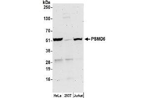 Western Blotting (WB) image for anti-Proteasome (Prosome, Macropain) 26S Subunit, Non-ATPase, 5 (PSMD5) (AA 325-375) antibody (ABIN7450612)