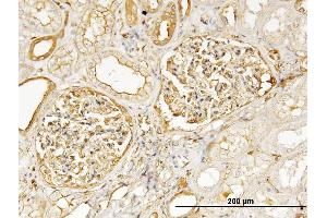 Immunoperoxidase of monoclonal antibody to MYH9 on formalin-fixed paraffin-embedded human kidney.