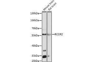 Western blot analysis of extracts of various cell lines, using RCOR2 antibody (ABIN7269921) at 1:1000 dilution. (Rcor2 抗体  (AA 250-350))