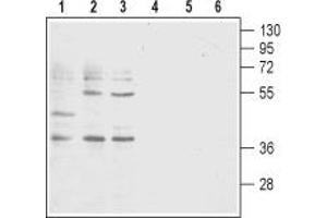 Western blot analysis of acute T-cell leukemia Jurkat (lanes 1 and 4), promyelocytic leukemia HL-60 (lanes 2 and 5) and acute monocytic leukemia THP-1 (lanes 3 and 6) human cell lysates: - 1-3. (Leukotriene B4 Receptor/BLT 抗体  (2nd Extracellular Loop))