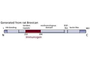 Image no. 3 for anti-Brevican (BCAN) (AA 232-394) antibody (ABIN968236) (BCAN 抗体  (AA 232-394))