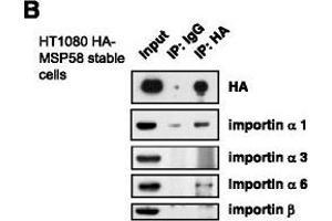 MSP58 interacts with importin α1 and α6. (KPNA4 抗体  (C-Term))