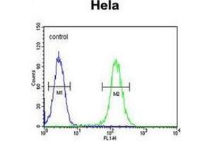 Flow cytometric analysis of Hela cells  using FOXL2 Antibody (N-term) Cat. (FOXL2 抗体  (N-Term))