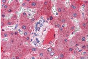 Liver, vessel: Formalin-Fixed, Paraffin-Embedded (FFPE) (Coagulation Factor X 抗体)