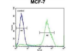 Flow cytometric analysis of MCF-7 cells using MBD3L3 Antibody (C-term) Cat. (MBD3L3 抗体  (C-Term))