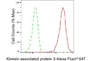 anti-Kinesin Associated Protein 3 (KIFAP3) antibody