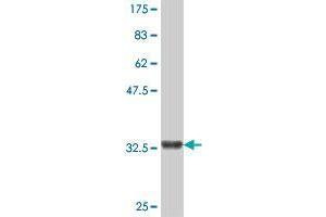 Western Blot detection against Immunogen (36. (SHANK2 抗体  (AA 1034-1124))