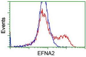 HEK293T cells transfected with either RC213728 overexpress plasmid (Red) or empty vector control plasmid (Blue) were immunostained by anti-EFNA2 antibody (ABIN2452979), and then analyzed by flow cytometry. (Ephrin A2 抗体)