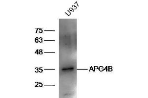 U937 lysates probed with Rabbit Anti-ATG4B Polyclonal Antibody, Unconjugated  at 1:5000 for 90 min at 37˚C. (ATG4B 抗体  (AA 85-200))