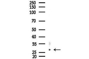 Western blot analysis of lysates from Rat testis, using GEMIN8 Antibody at 1/1000 dilution.