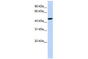GABRR2 antibody used at 1 ug/ml to detect target protein. (GABRR2 抗体)