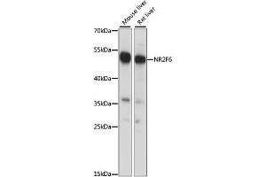 Western blot analysis of extracts of various cell lines, using NR2F6 antibody. (NR2F6 抗体)