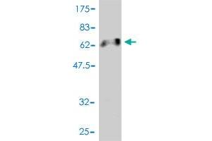 Western Blot detection against Immunogen (65. (Snurportin 1 抗体  (AA 1-360))