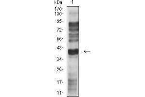 Western blot analysis using CD195 mouse mAb against L-02 (1) cell lysate. (CCR5 抗体)