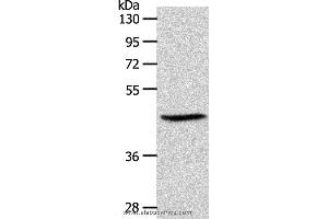 Western blot analysis of PC3 cell, using S1PR3 Polyclonal Antibody at dilution of 1:550 (S1PR3 抗体)