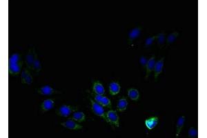 Immunofluorescent analysis of HepG2 cells using ABIN7163250 at dilution of 1:100 and Alexa Fluor 488-congugated AffiniPure Goat Anti-Rabbit IgG(H+L) (PTDSS1 抗体  (AA 1-35))