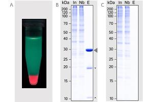 (A) Pull-down of mCherry from a mixture of GFP, mCherry and mTagBFP (B) Immunoprecipitation of mCherry (arrow) from HeLa lysate.