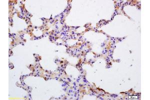 Formalin-fixed and paraffin embedded mouse lung labeled with Rabbit Anti Jak3 Polyclonal Antibody, Unconjugated (ABIN681013) at 1:200 followed by conjugation to the secondary antibody and DAB staining (JAK3 抗体  (AA 601-700))