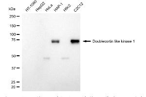 Western blotting analysis using doublecortin like kinase 1 antibody (ABIN7798387). (Recombinant DCLK1 抗体)