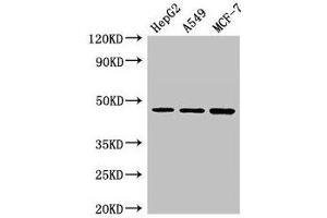 Western Blot Positive WB detected in: HepG2 whole cell lysate, A549 whole cell lysate, MCF-7 whole cell lysate All lanes: MAEA antibody at 3 μg/mL Secondary Goat polyclonal to rabbit IgG at 1/50000 dilution Predicted band size: 46, 41, 37, 27 kDa Observed band size: 46 kDa (MAEA 抗体  (AA 299-356))
